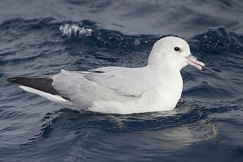 Southern fulmar